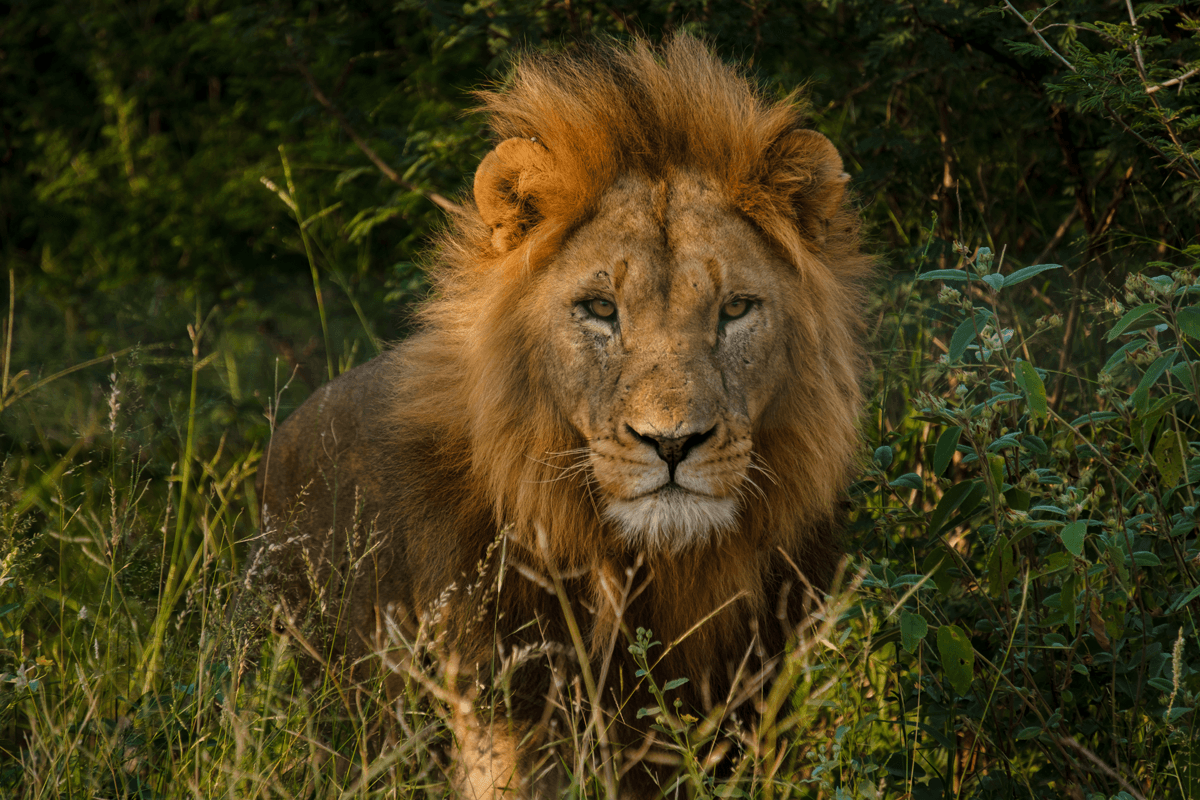 Kruger Safari & Panorama Route Fly-Drive